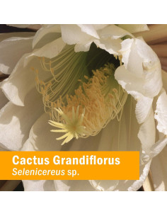 Extracto Líquido de Cactus Herb Pharm 30 ml - Soporte Cardiovascular 2