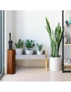 Soporte de Paraguas de Madera Alipis con Bandeja de Goteo 2