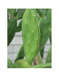 Nopal Pera Espinosa Orgánico Soluciones Artísticas 5-8 cm 2