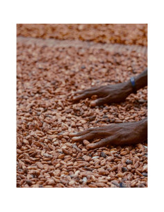 Semillas de Cacao Crudo Orgánico Kovafood 0.91 kg - Chocolate Casero 2