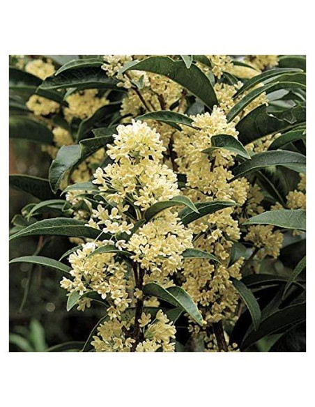 Planta Olivo Fragante Fudingzhu 4L - New Life Nursery