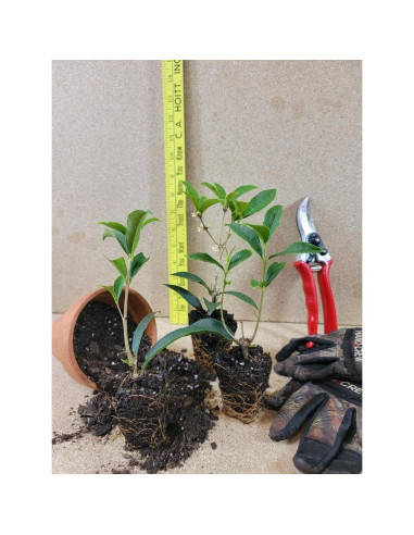Planta Olivo Fragante Fudingzhu 4L - New Life Nursery