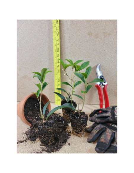 Planta Olivo Fragante Fudingzhu 4L - New Life Nursery