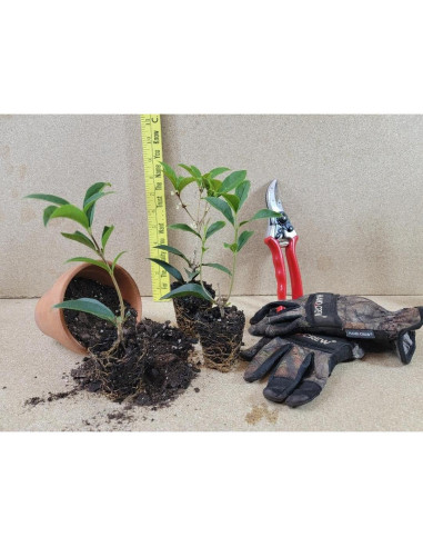 Planta Olivo Fragante Fudingzhu 4L - New Life Nursery