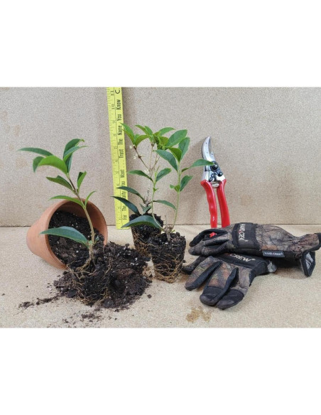 Planta Olivo Fragante Fudingzhu 4L - New Life Nursery