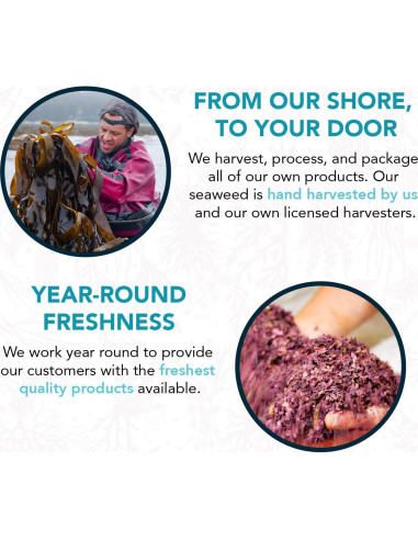 Alga Nori Secada Vitaminsea 56.7 g - Vegana y Rica en Nutrientes