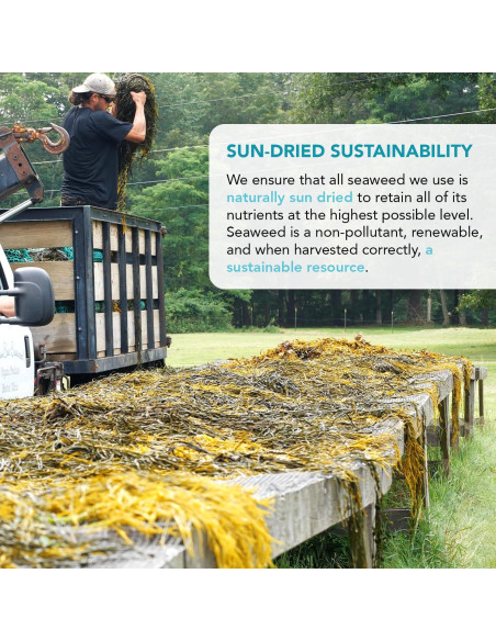 Alga Nori Secada Vitaminsea 56.7 g - Vegana y Rica en Nutrientes