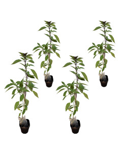 Albahaca Tailandesa Orgánica - Planta Viva 4 Tazas - Fácil Cultivo