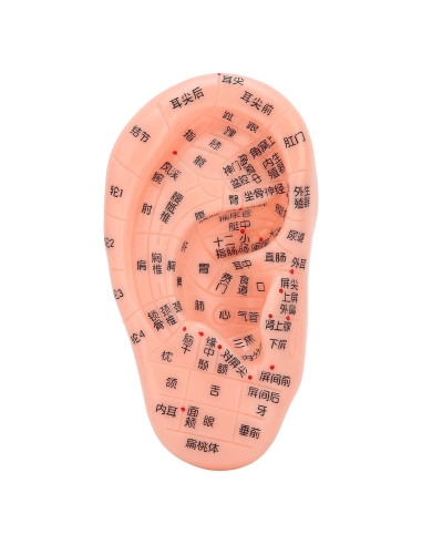 Modelo de Reflexología Auricular PVC - Herramienta de Acupuntura