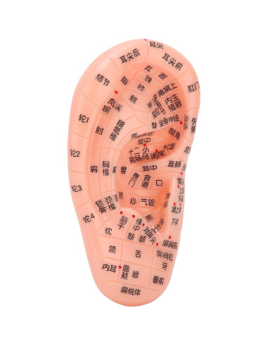 Modelo de Reflexología Auricular PVC - Herramienta de Acupuntura