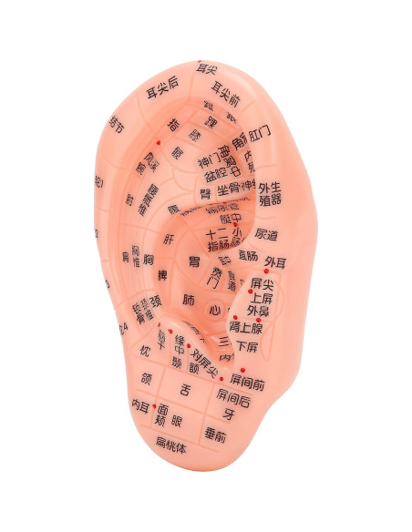 Modelo de Reflexología Auricular PVC - Herramienta de Acupuntura
