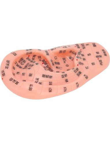Modelo de Reflexología Auricular PVC - Herramienta de Acupuntura