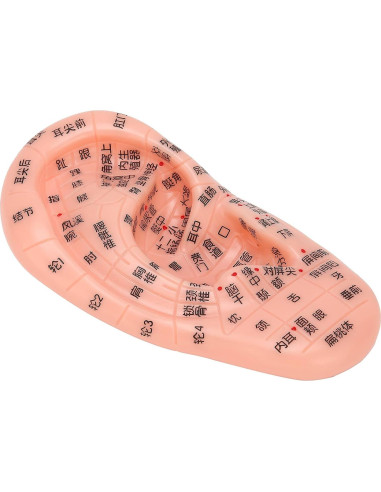 Modelo de Reflexología Auricular PVC - Herramienta de Acupuntura