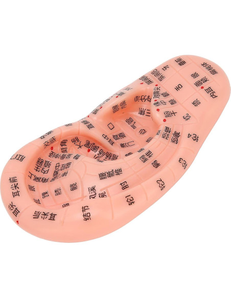 Modelo de Reflexología Auricular PVC - Herramienta de Acupuntura