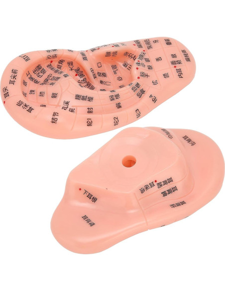 Modelo de Reflexología Auricular PVC - Herramienta de Acupuntura