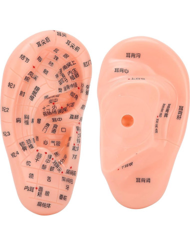 Modelo de Reflexología Auricular PVC - Herramienta de Acupuntura