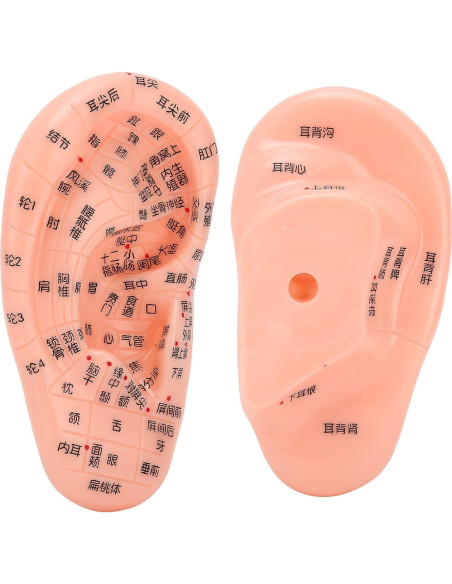 Modelo de Reflexología Auricular PVC - Herramienta de Acupuntura