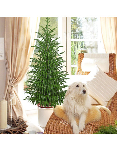 Árbol de Navidad Artificial Pino Norfolk Lifecapido 1.2m