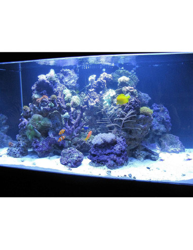 Filtro Kolar Labs Clear 2 Paquete 378.5L Acuarios Mediano