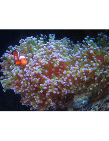 Filtro Kolar Labs Clear 2 Paquete 378.5L Acuarios Mediano