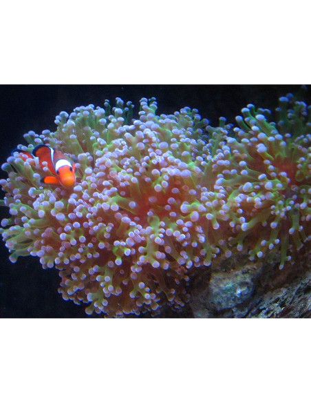 Filtro Kolar Labs Clear 2 Paquete 378.5L Acuarios Mediano