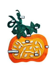 Conjunto de Fieltro Anatomía de Calabaza Montessori 3+ Años