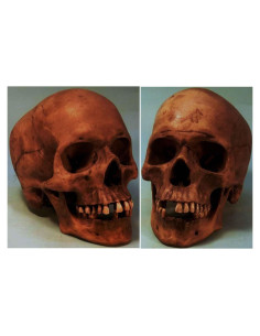 Réplica de Cráneo Humano a Tamaño Real Nose Desserts