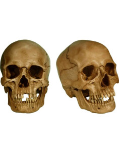 Réplica de Cráneo Humano a Tamaño Real Nose Desserts 2