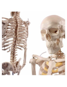 Esqueleto Humano Anatómico Wellden 85cm Desmontable