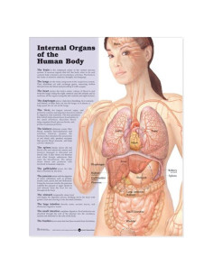 Gráfico Anatómico de Órganos Internos - ACC 50.8x66 cm
