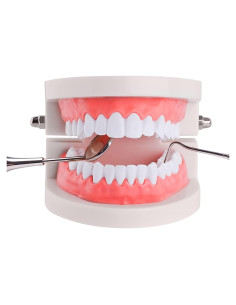 Modelo de Dientes Estándar YOUYA DENTAL para Enseñanza