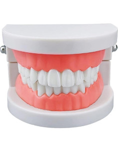 Modelo de Dientes Estándar YOUYA DENTAL para Enseñanza 2