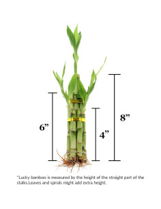 Bambú de la Suerte Vivo 5 Tallos 20 cm - NW Wholesaler 2