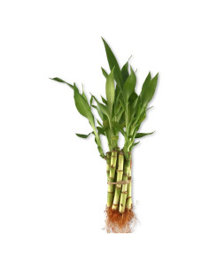 Bambú de la Suerte Wekiva Foliage - 5 Plantas Vivas 10 cm