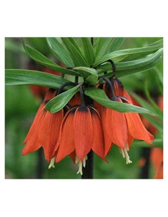 Bulbo de Fritillaria Supreme Rubra Maxima 76-91cm
