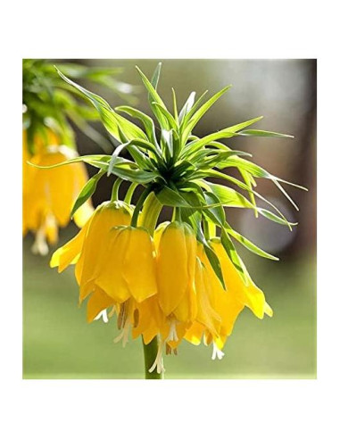 Bulbo de Fritillaria Lutea Mybulbs - Altura 76-91 cm