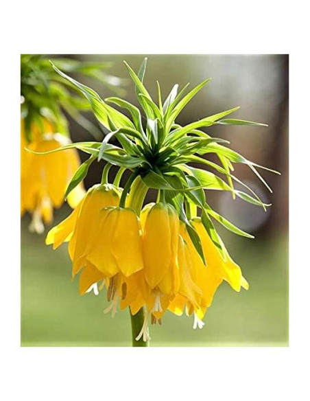 Bulbo de Fritillaria Lutea Mybulbs - Altura 76-91 cm