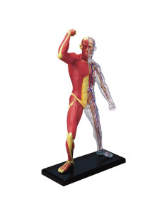 Modelo de Anatomía Humana 4D Famemaster 25.4 cm 46 partes