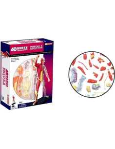 Modelo de Anatomía Humana 4D Famemaster 25.4 cm 46 partes 2