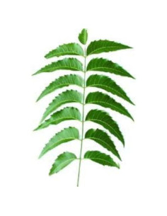 Hojas de Neem Frescas Azadirachta Indica 80 Unidades