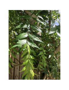 Hojas de Neem Frescas Azadirachta Indica 80 Unidades 2