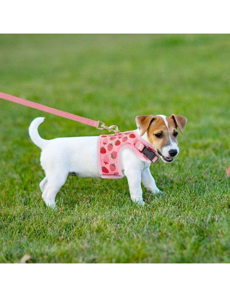 Arnés para Gato BINGPET Mediano Fresa Ajustable y Seguro