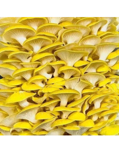 Cultivo de Seta Ostra Amarilla Dorada Liquid Fungi - Jeringa 0.45 kg 2