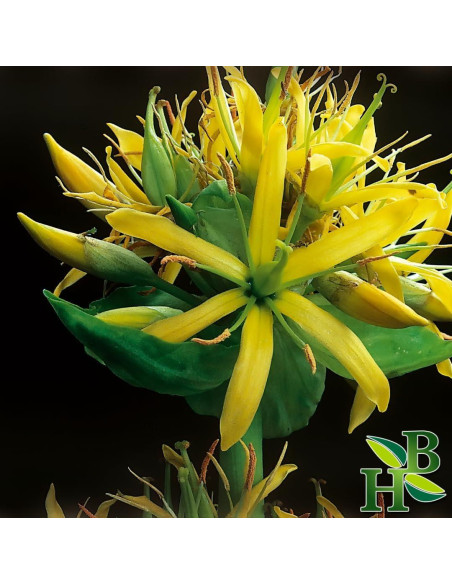 Polvo de Raíz de Genciana Herb To Body 113.4g - Té Herbal Amargo