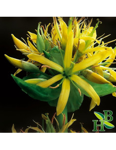 Polvo de Raíz de Genciana Herb To Body 113.4g - Té Herbal Amargo 2