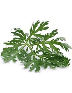 Ajenjo Hoja Suelta 340g Nature Tea - Artemisia absinthium 2