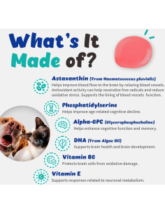 Branvine Recogry Suplemento Cognitivo para Perros y Gatos 90ml 2