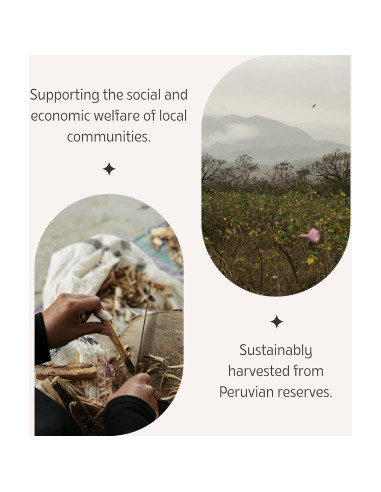 Conos de Incienso Palo Santo Luna Sundara - 10 Unidades