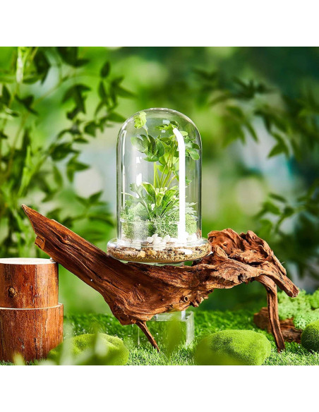 Terrario de Vidrio Perthlin 20 cm con Cúpula y Agujero de Aire