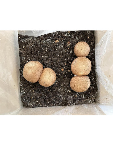 Cultivo Líquido de Hongos Portobello 10cc - Granja de Hongos Raíz